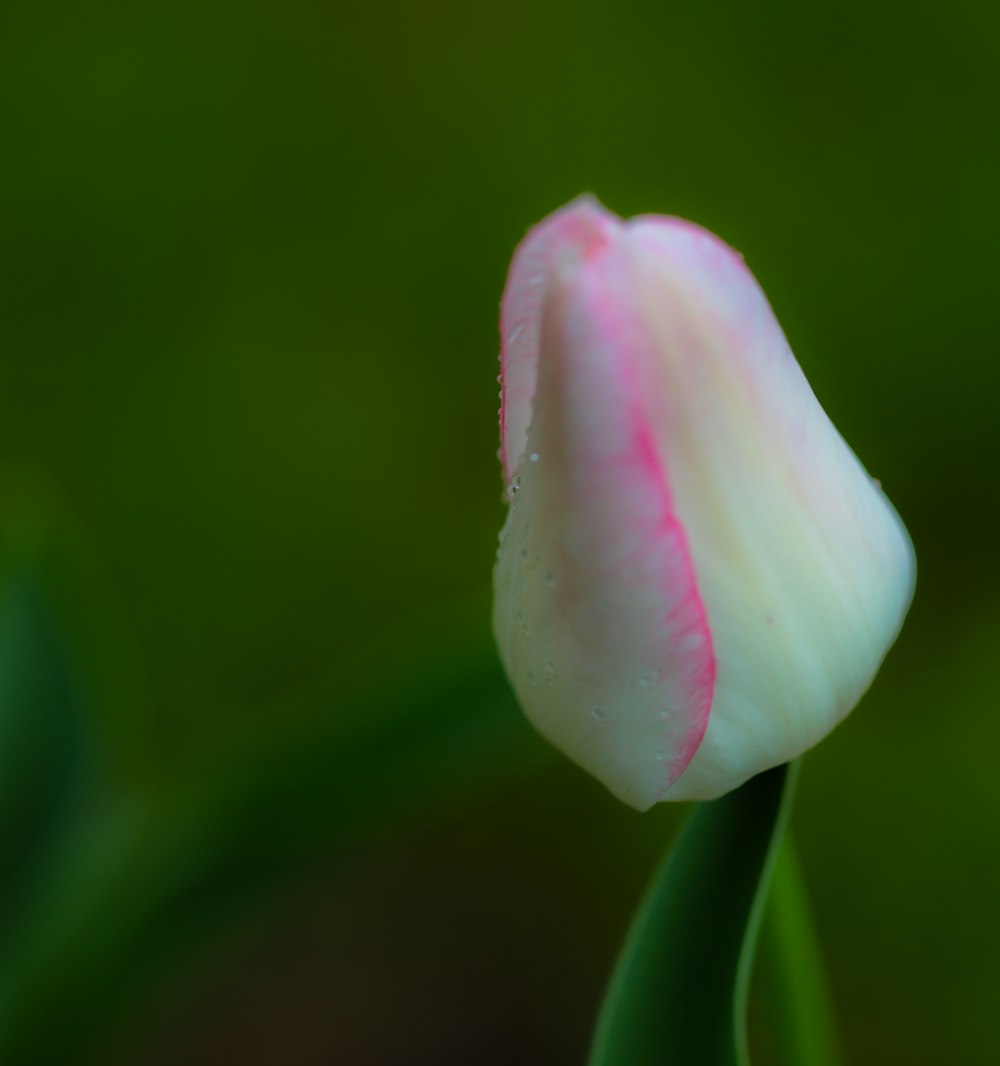 selective focus photography of white and pink petaled flower