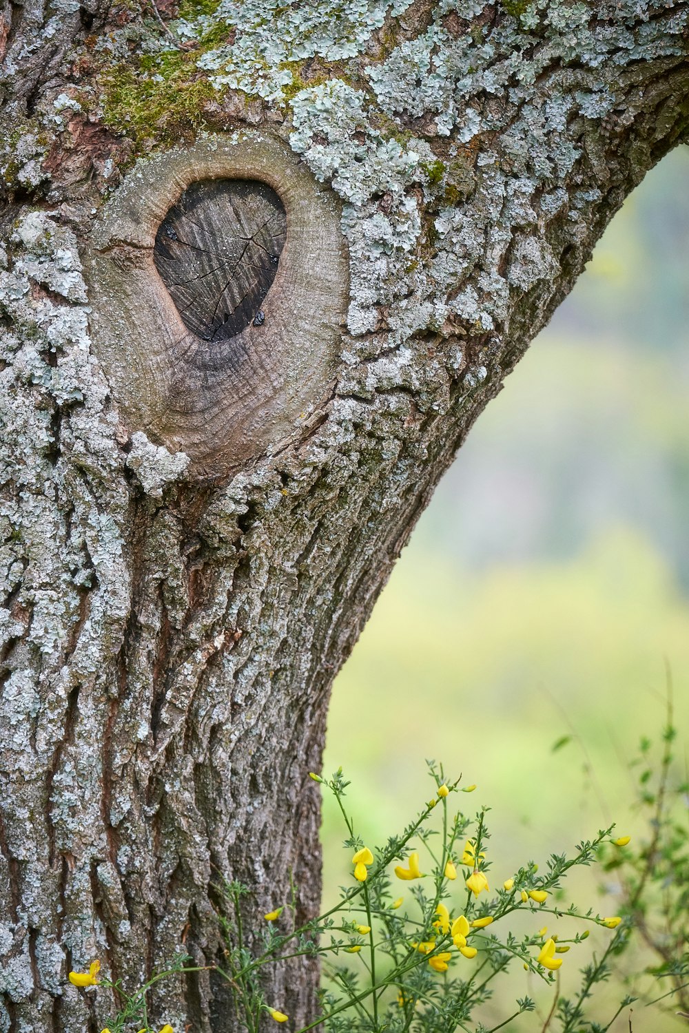 arbre brun