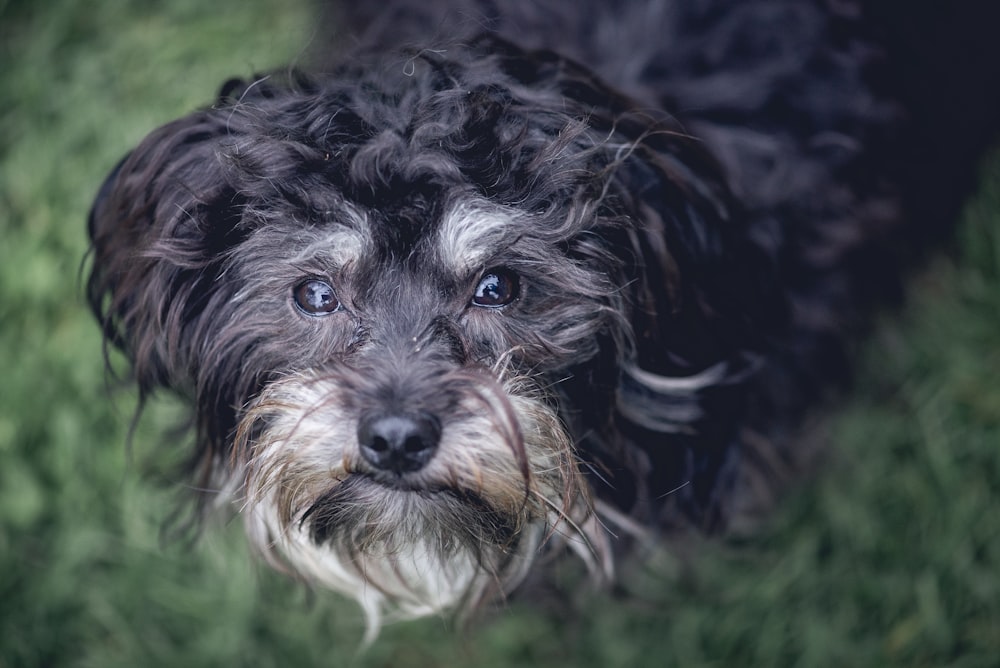 black double-coated dog