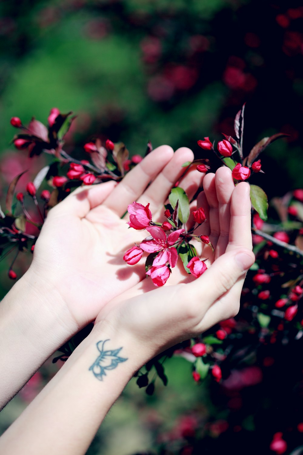 person holding red petaled flower