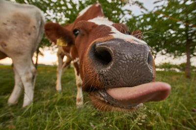 brown cattle near tree funny teams background