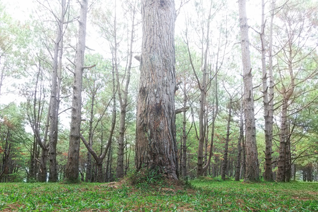 photo of Don Salvador Benedicto Forest near Canlaon Volcano