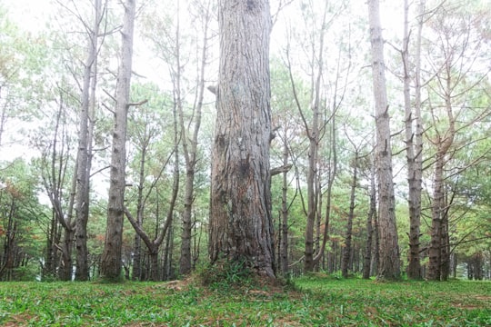 green leaf trees at daytime in Don Salvador Benedicto Philippines