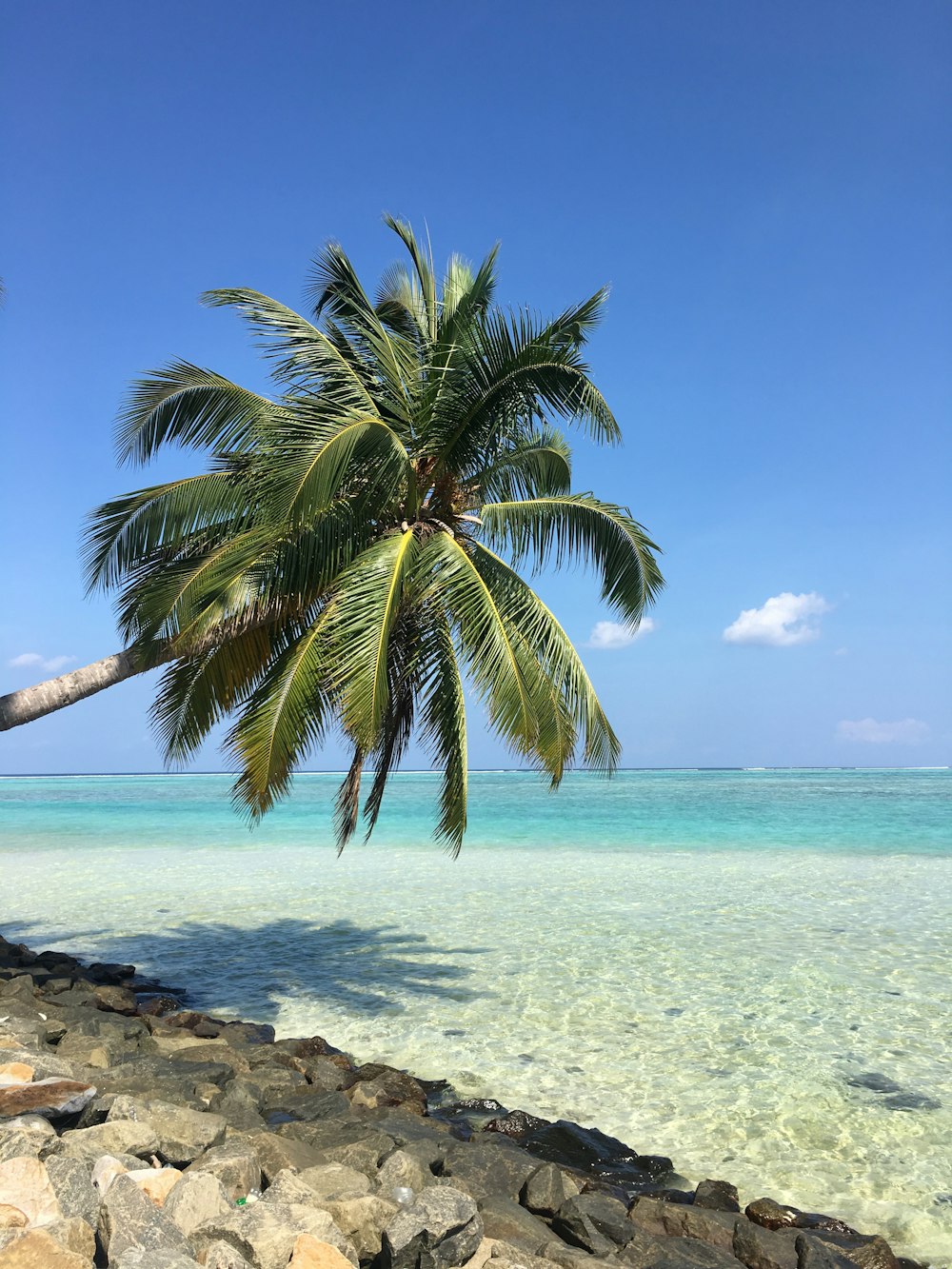 coconut tree on shore leaning above the ocean