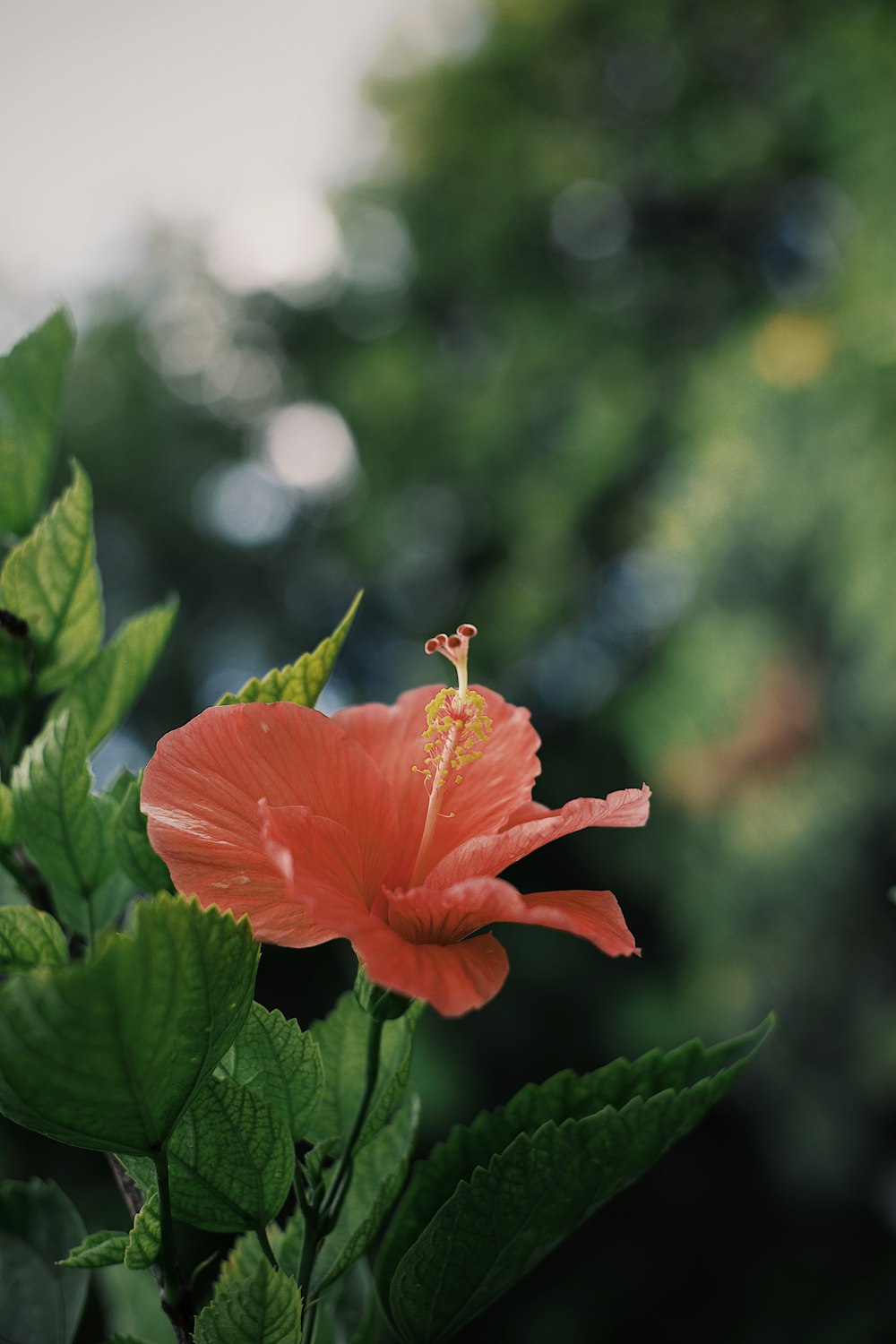 red flower in bloom