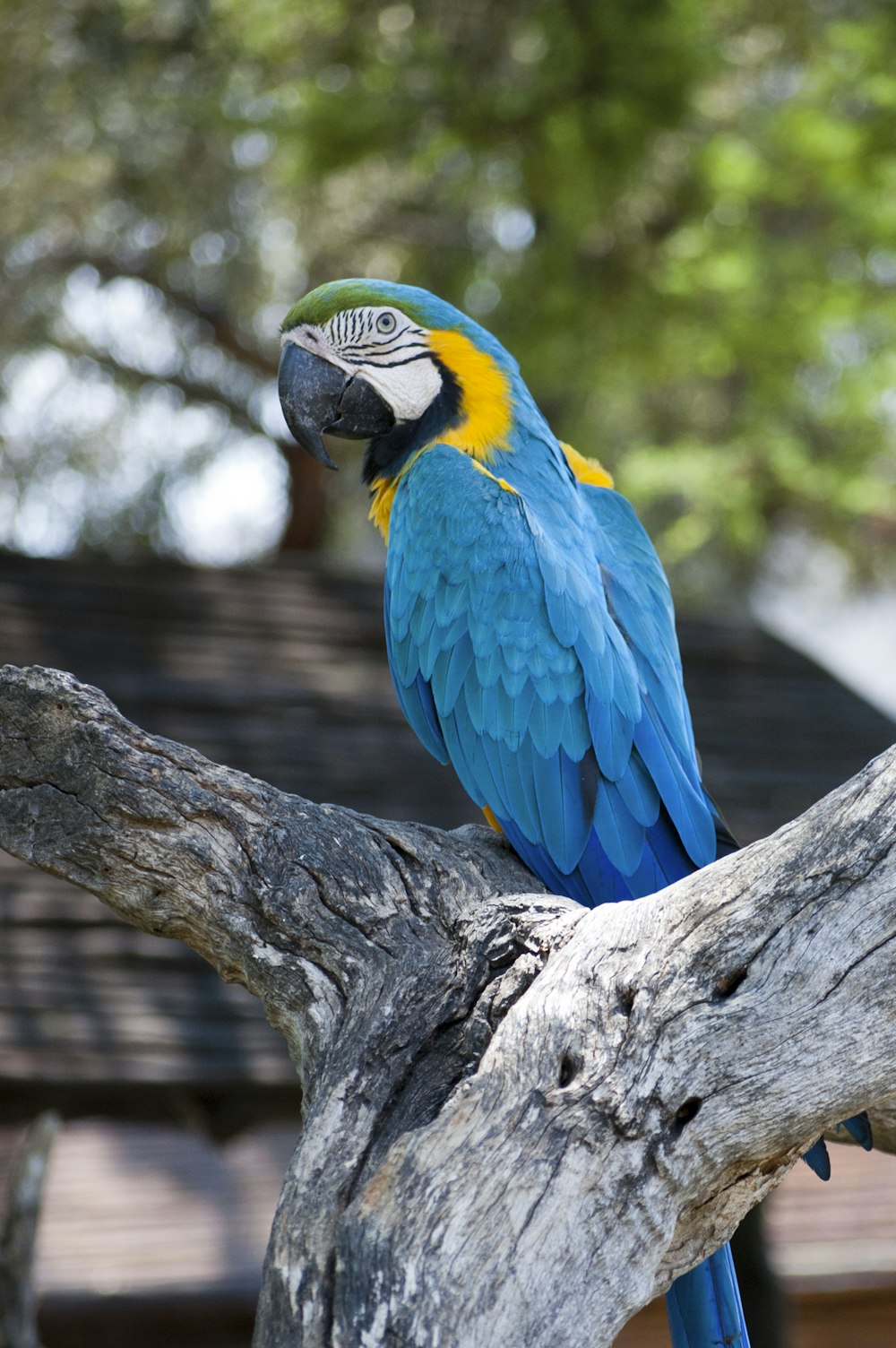 blue parrot