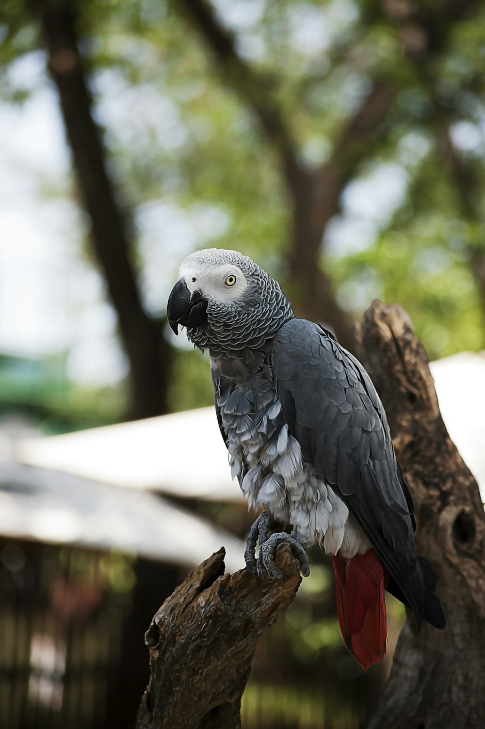 Photographie en gros plan d’oiseau gris