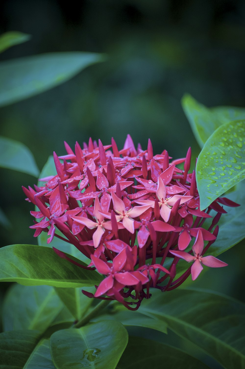 Ixora flower