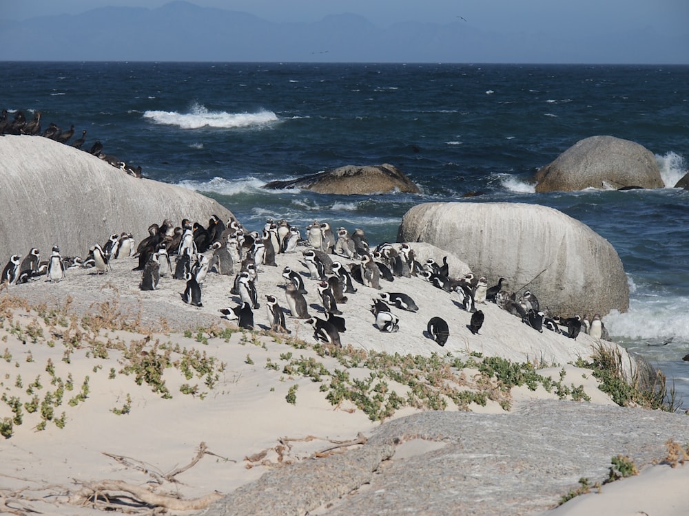 penguins on shore