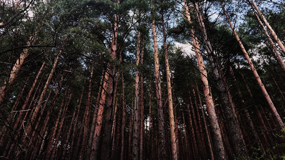 low-angle photography of tall trees