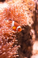 clown fish
