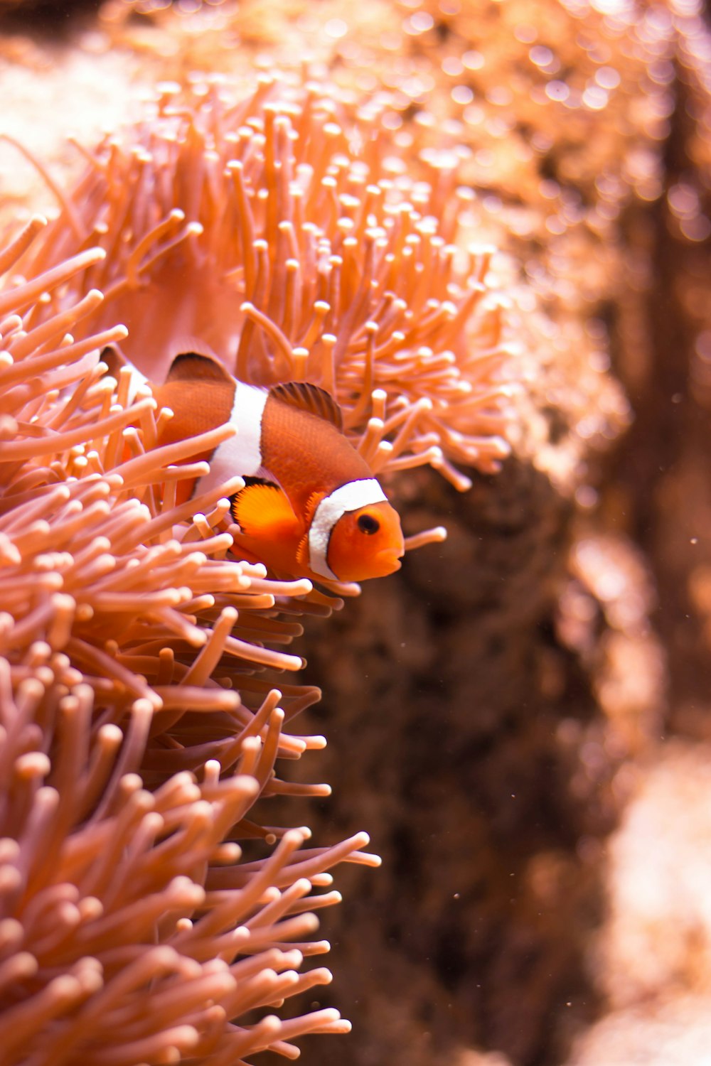 clown fish