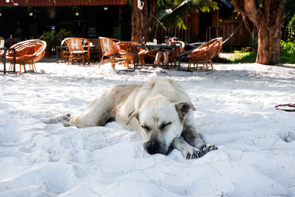 medium short-coated white dog