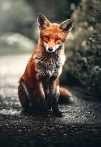 Red Fox 5