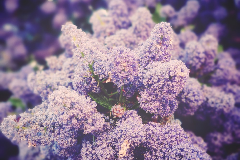 Fotografía de primer plano de flor de pétalos púrpuras