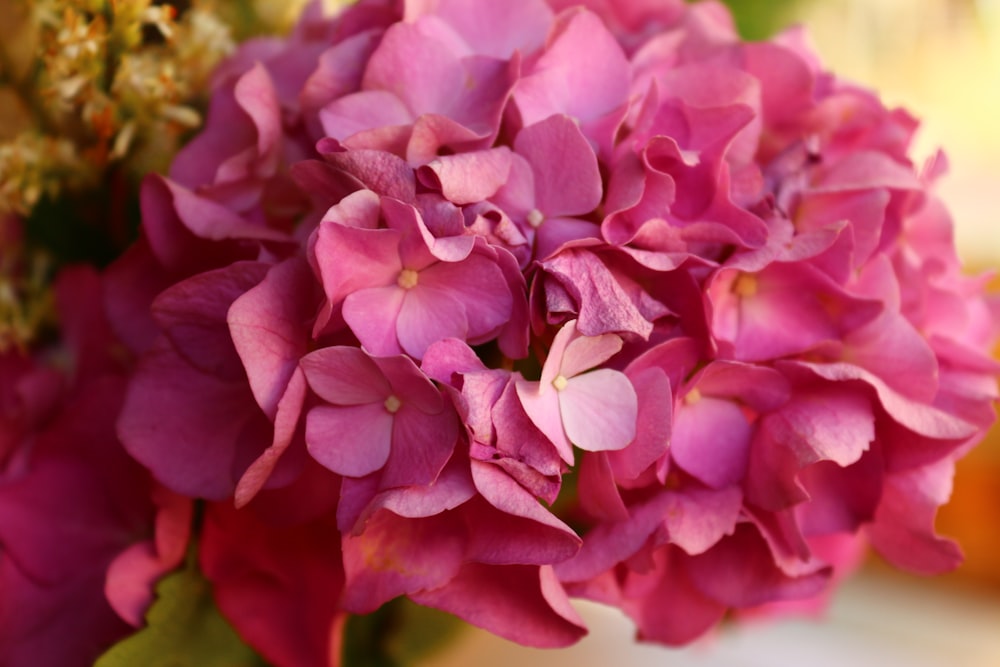 pink petaled flower bouqet