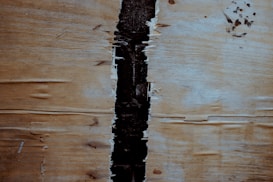 A close-up view of a piece of wood or plywood with a vertical crack running down the center. The surface shows natural grain patterns and a light brown color with some dark spots.