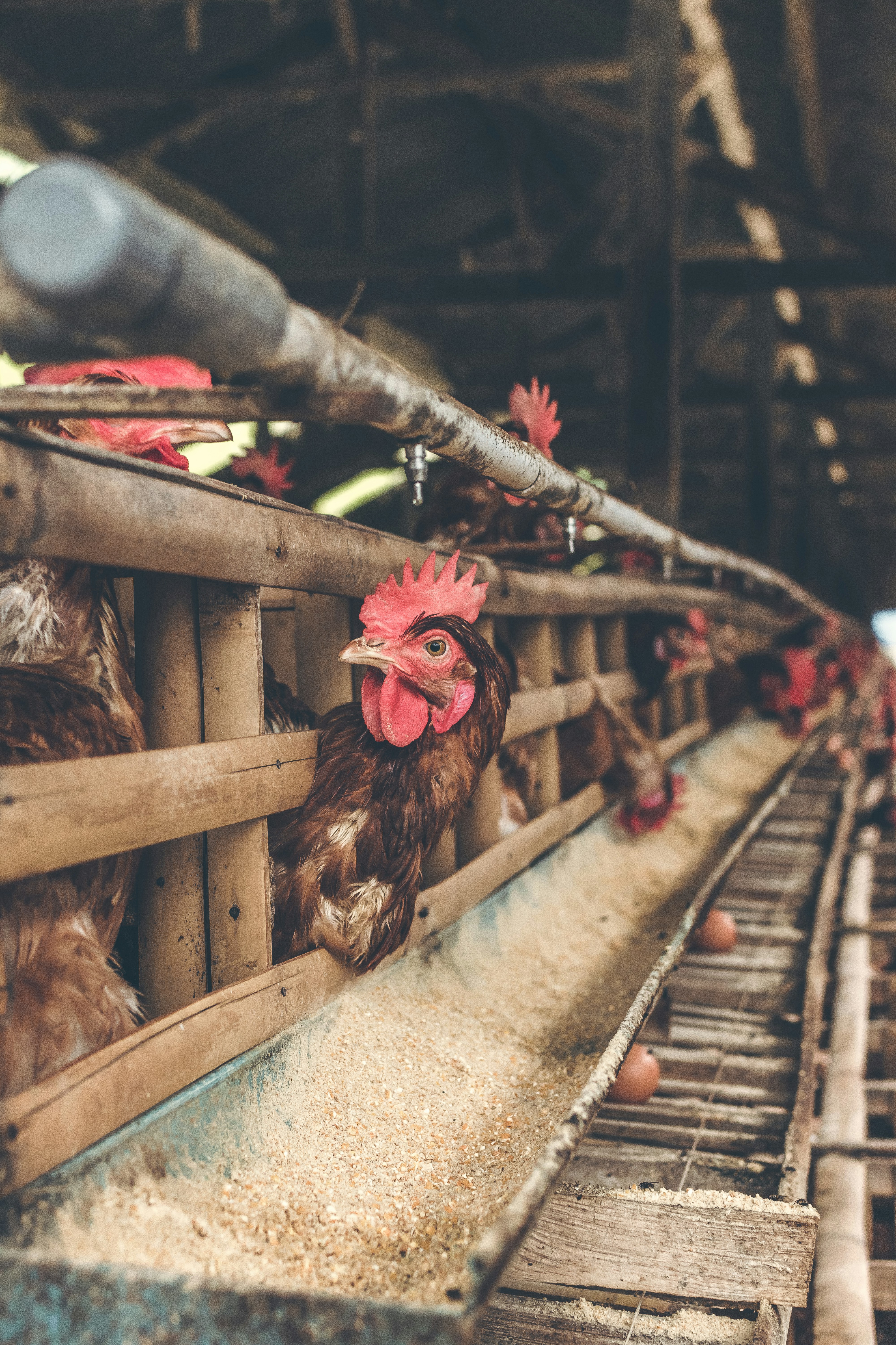 Understanding How Chickens Lay Eggs: A Simple Explanation