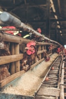 Chickens are housed in a row of wooden cages, with some of them poking their heads out towards the camera. The setting appears to be a chicken farm or coop with a focus on egg production. A feeding trough filled with grain stretches along the length of the cages, and eggs can be seen below, placed on a track.