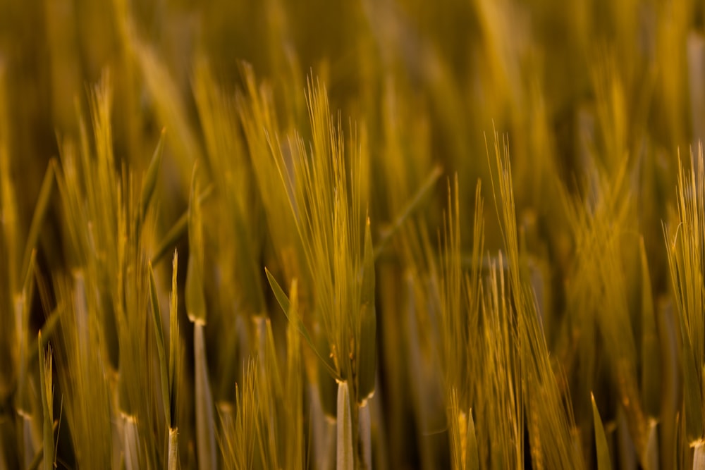 a close up of a field of wheat