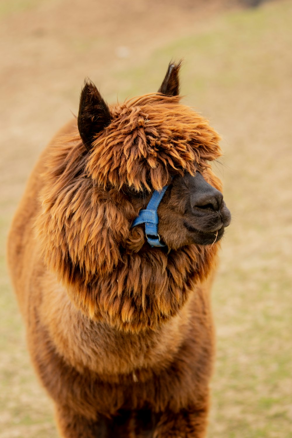 brown alpaca on field