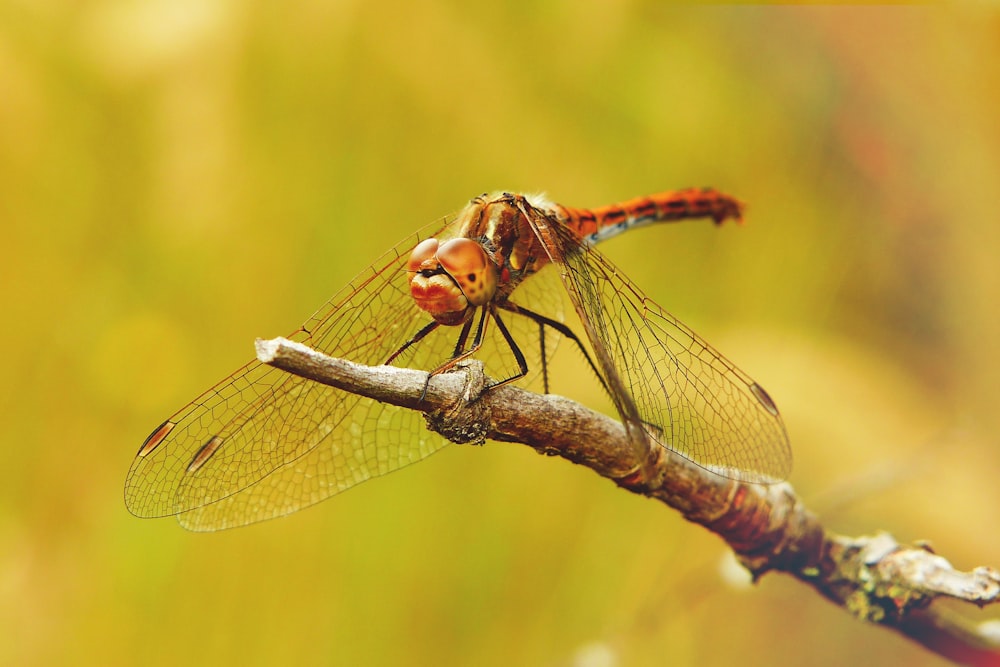 orange dragonfly on brown stick