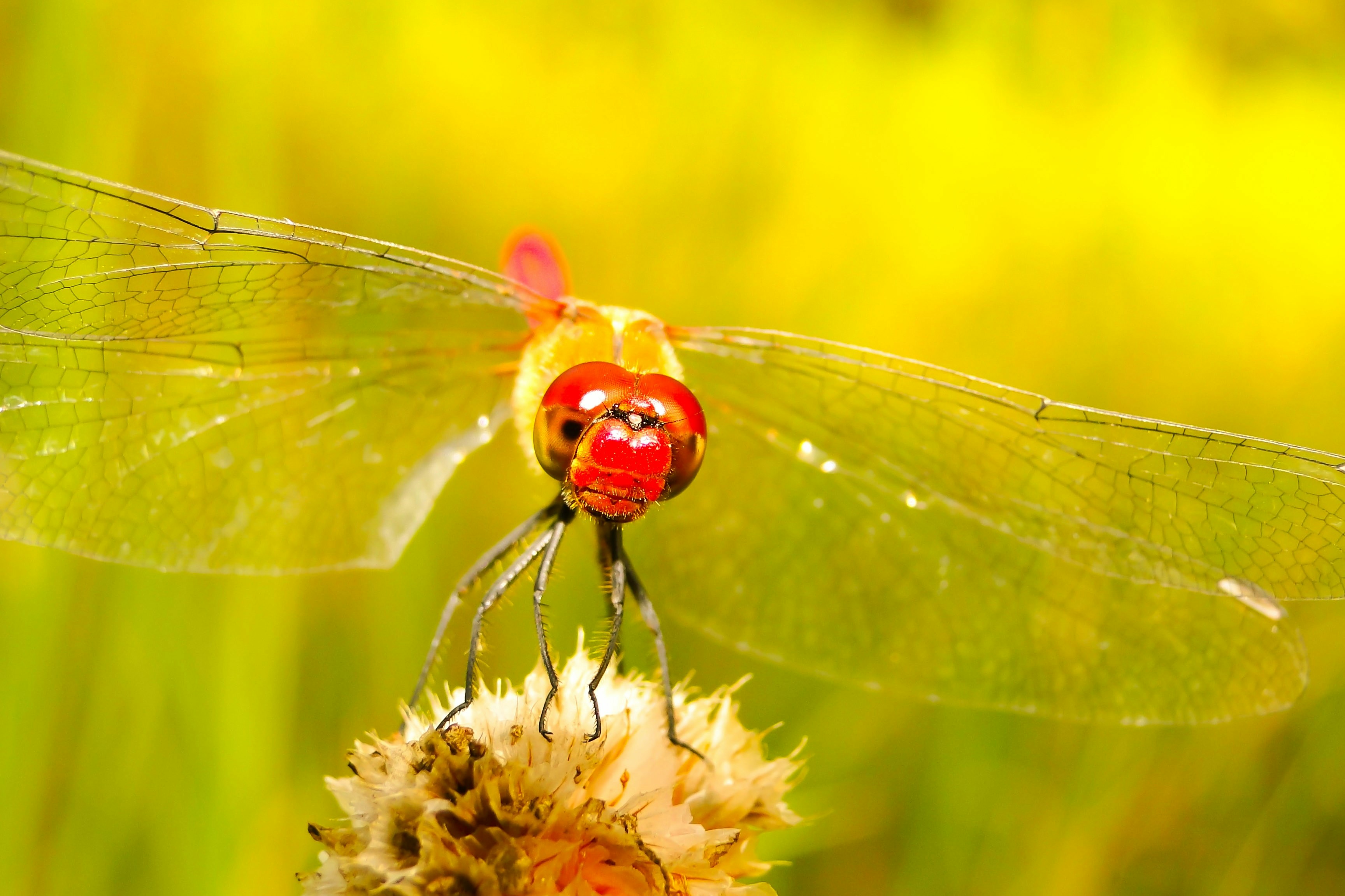 白い花びらの花に赤と黄色のトンボの写真 Unsplashで見つける無脊椎動物の無料写真