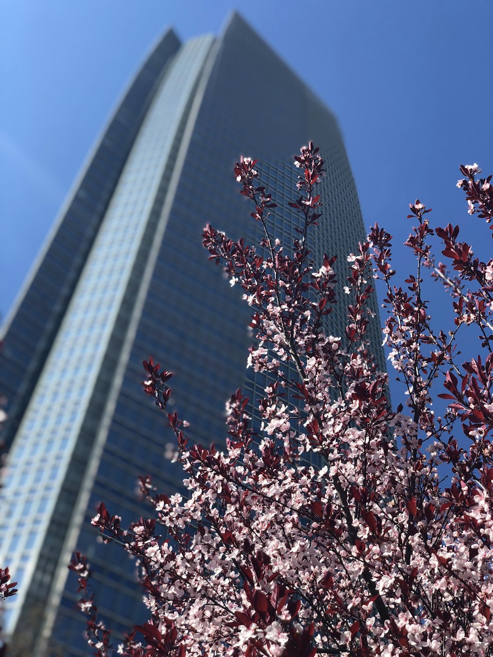 shallow focus photo of pink plants near gray concrete building