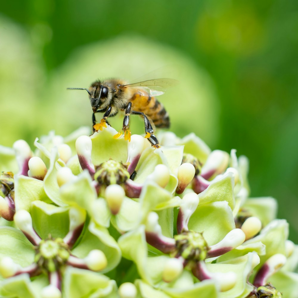 selective focus photography of honeybee on top of flower during daytime