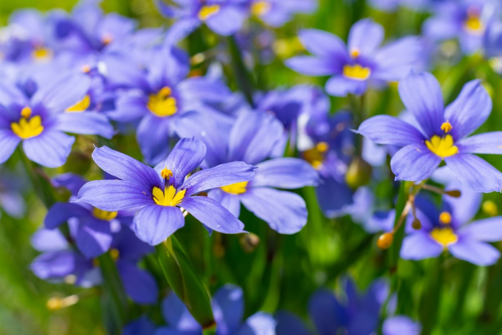 blue-petaled flowers
