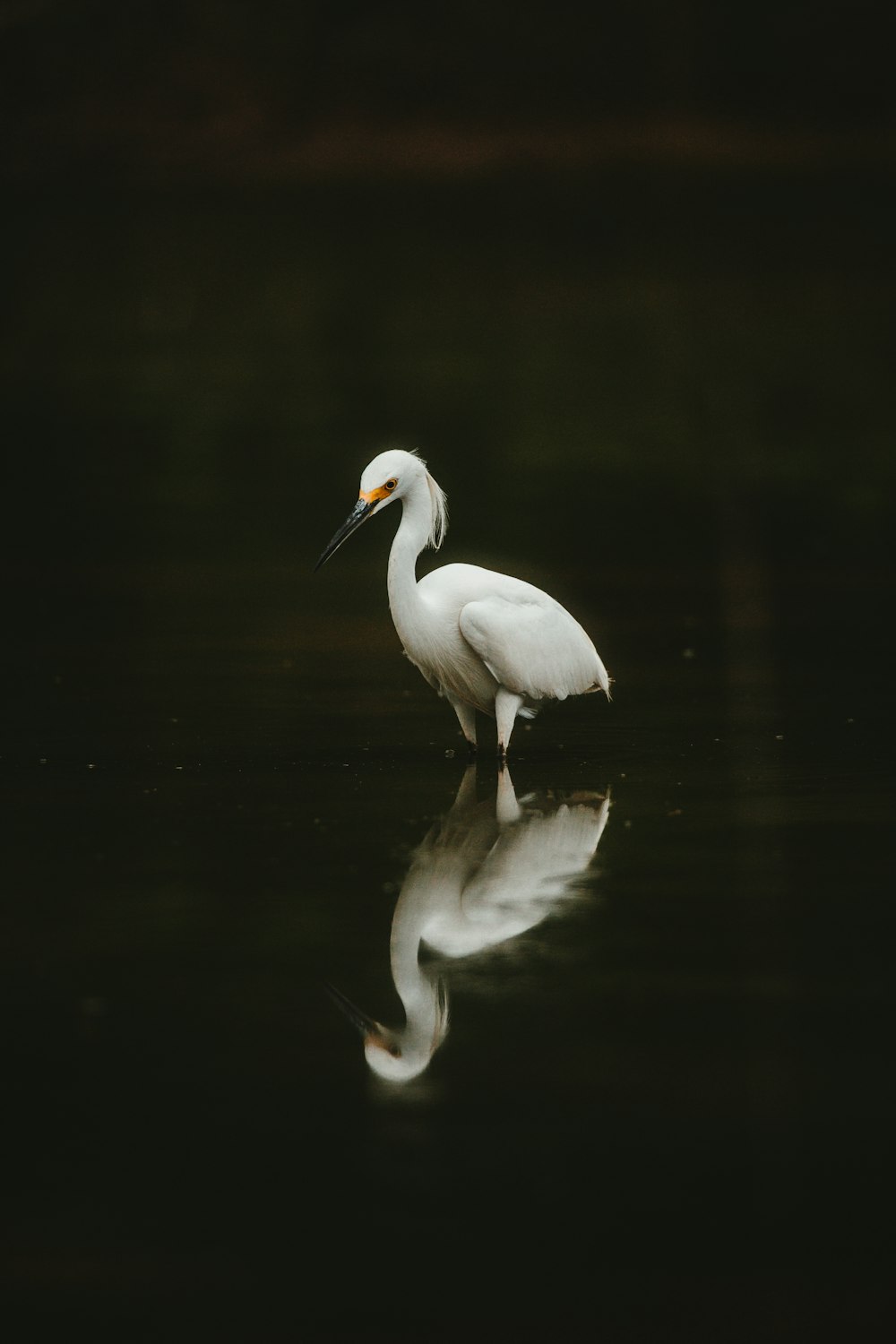 pájaro blanco en el agua