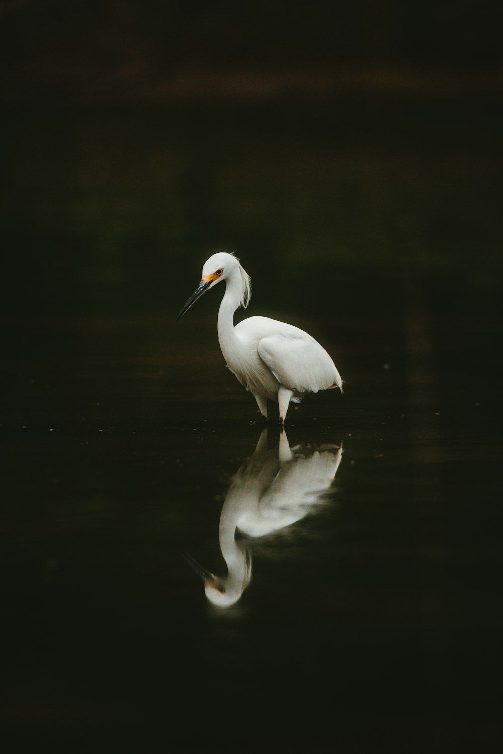 white bird on water