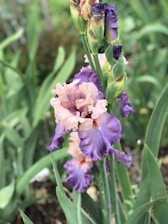 A close-up of a blooming iris flower with soft pink and vibrant purple petals, surrounded by long green leaves in a garden setting.