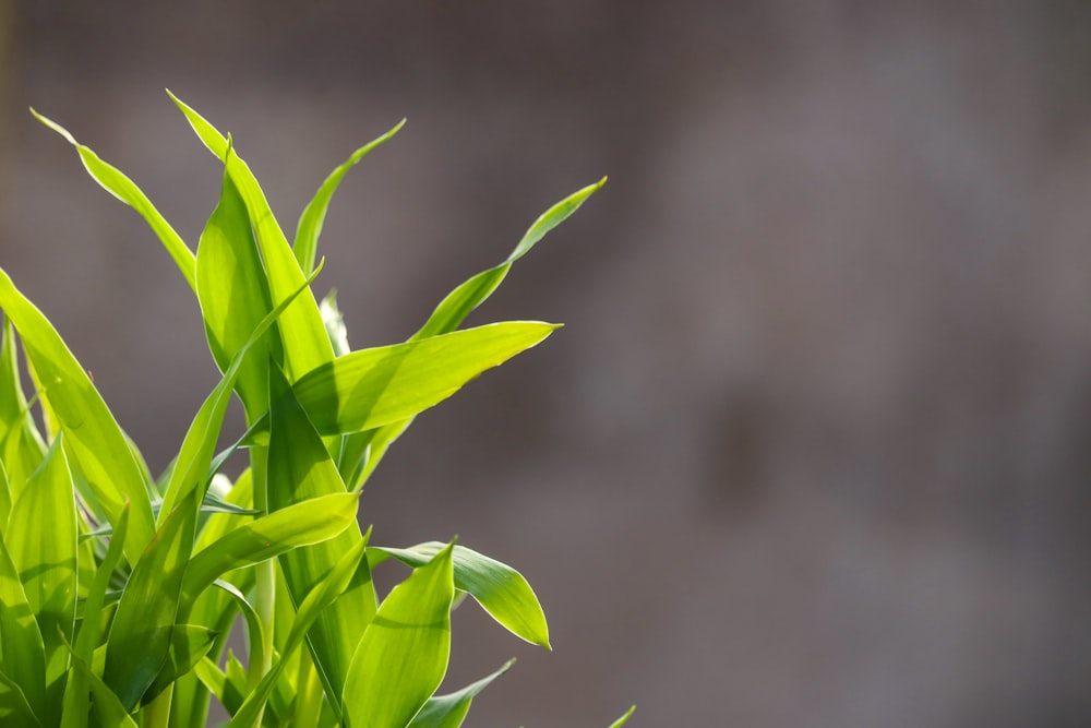 green-leafed plant