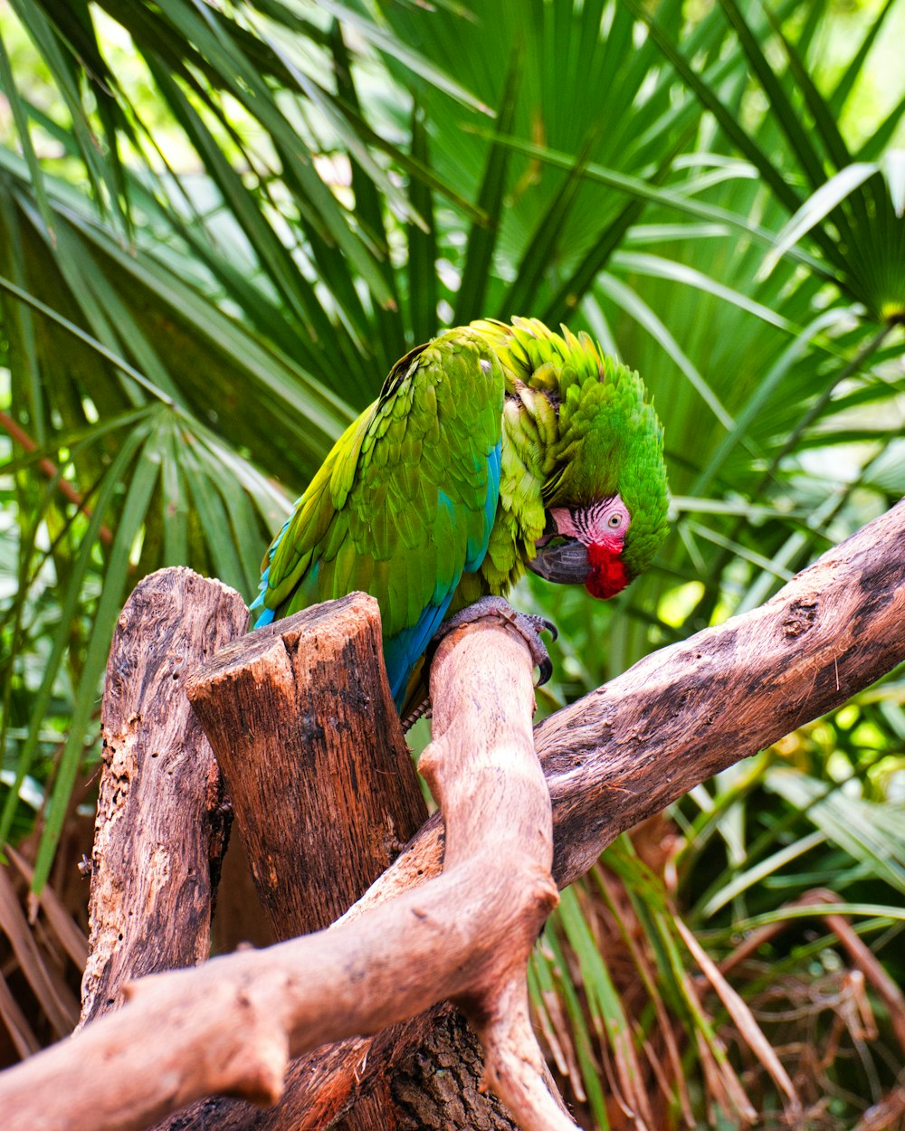 Grüner Papagei sitzt auf Holz