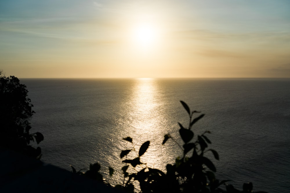 silhouette of plants by the sea