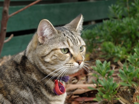 A close-up of a tabby cat with green eyes, wearing a collar with a red tag, set against a background of green foliage and wooden planks. The cat's fur has a mix of brown, black, and white stripes and its ears are perked up.