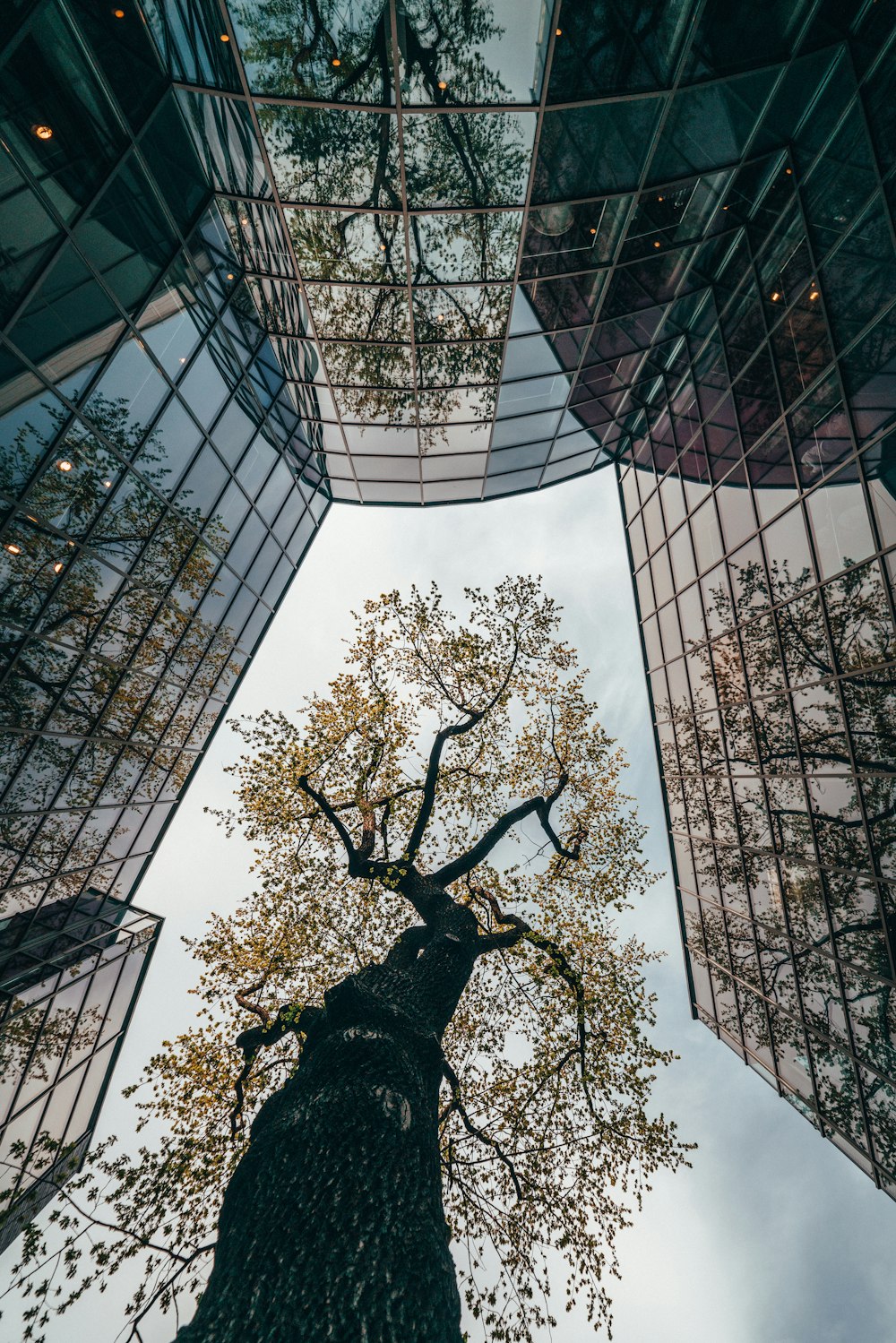 looking up at a tall tree in the middle of a city