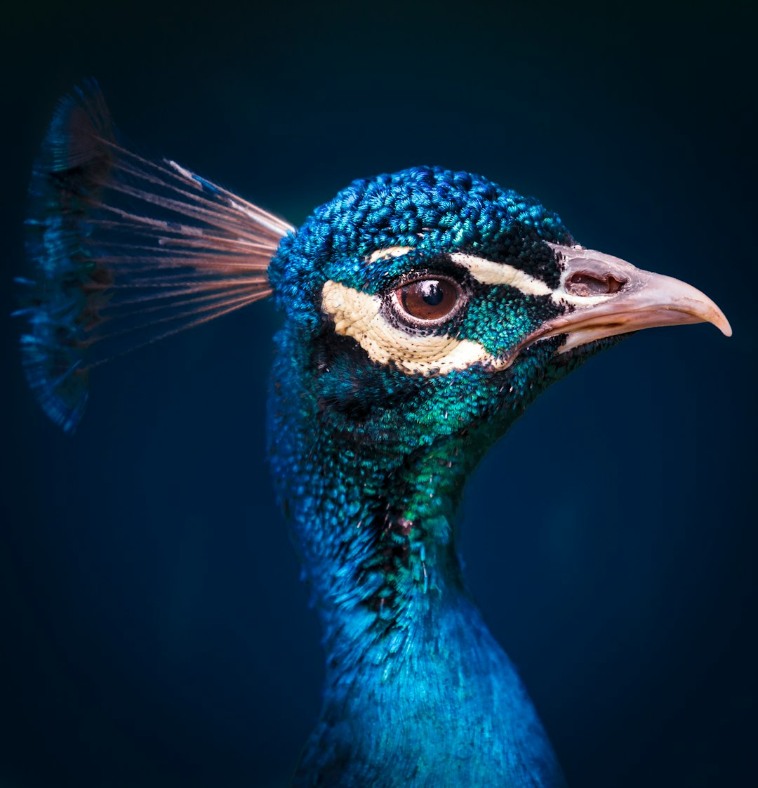 peacock