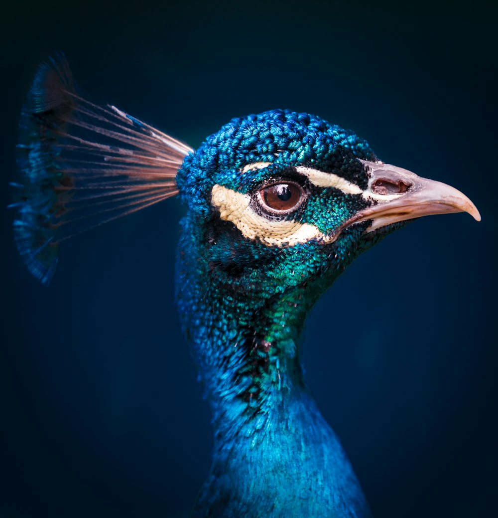 selective focus photography of peacock