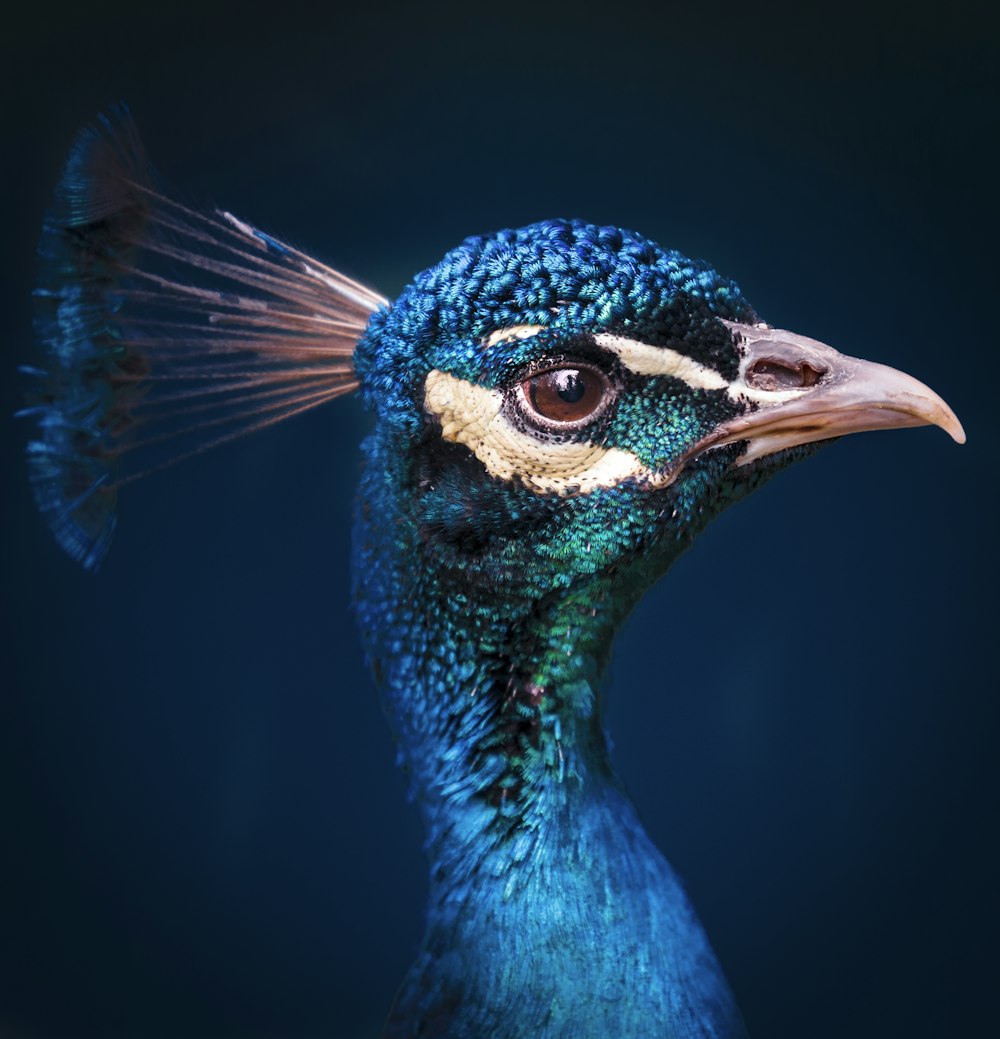 Fotografia a fuoco selettiva di Peacock
