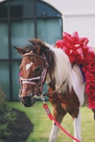 A pony with a brown and white coat is adorned with a large red bow and surrounded by red flowers. It is wearing a bridle and standing on grass. A building with large windows is in the background.