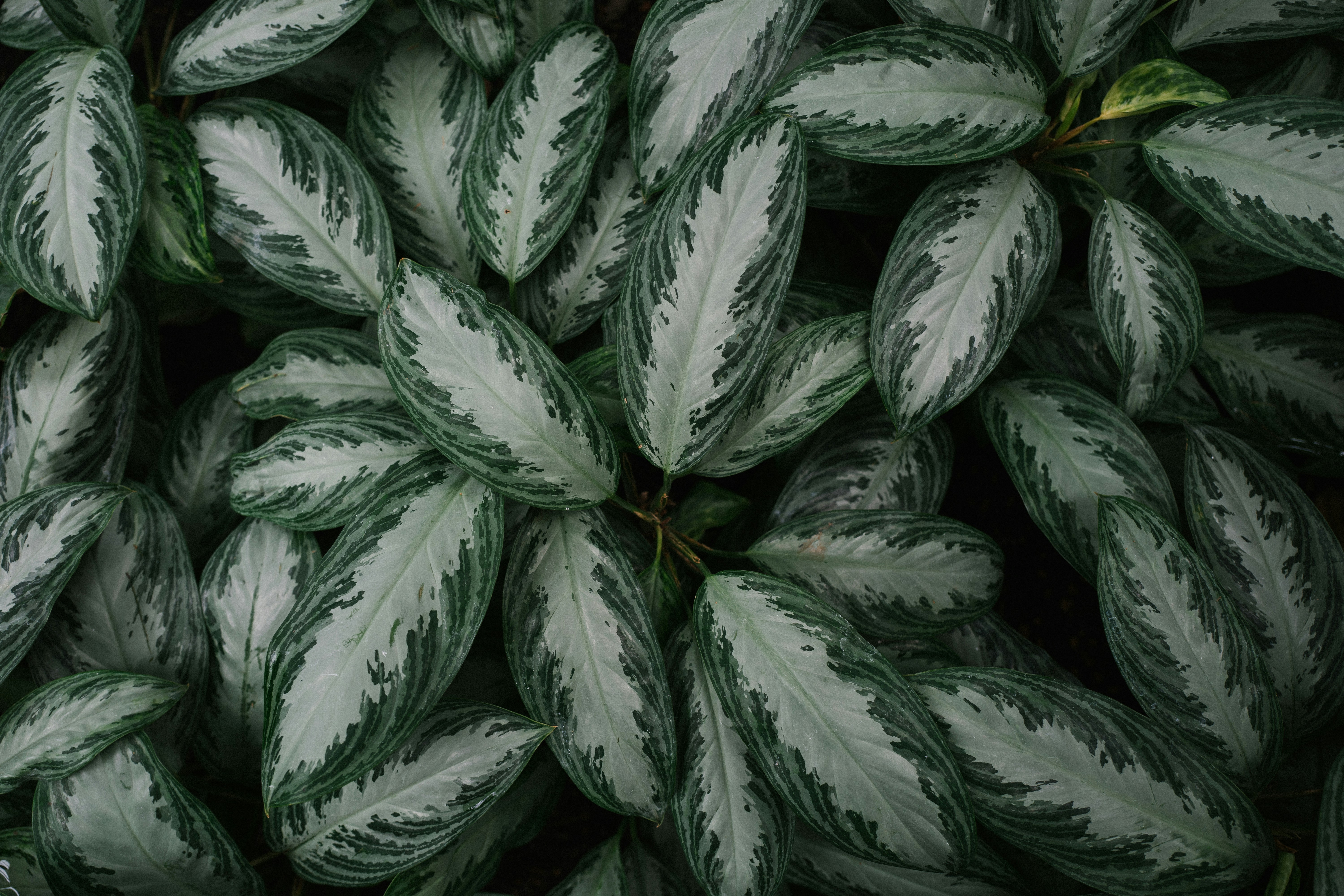 Photo by knipszimmer