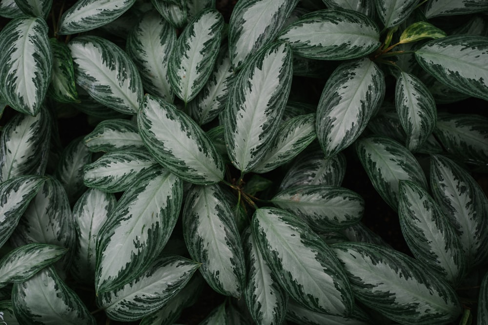 green dumb cane plants