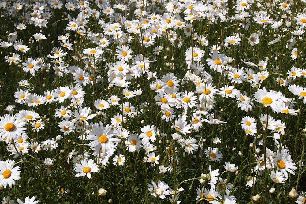 selective focus photography of white daisy flowers in bloom during daytime