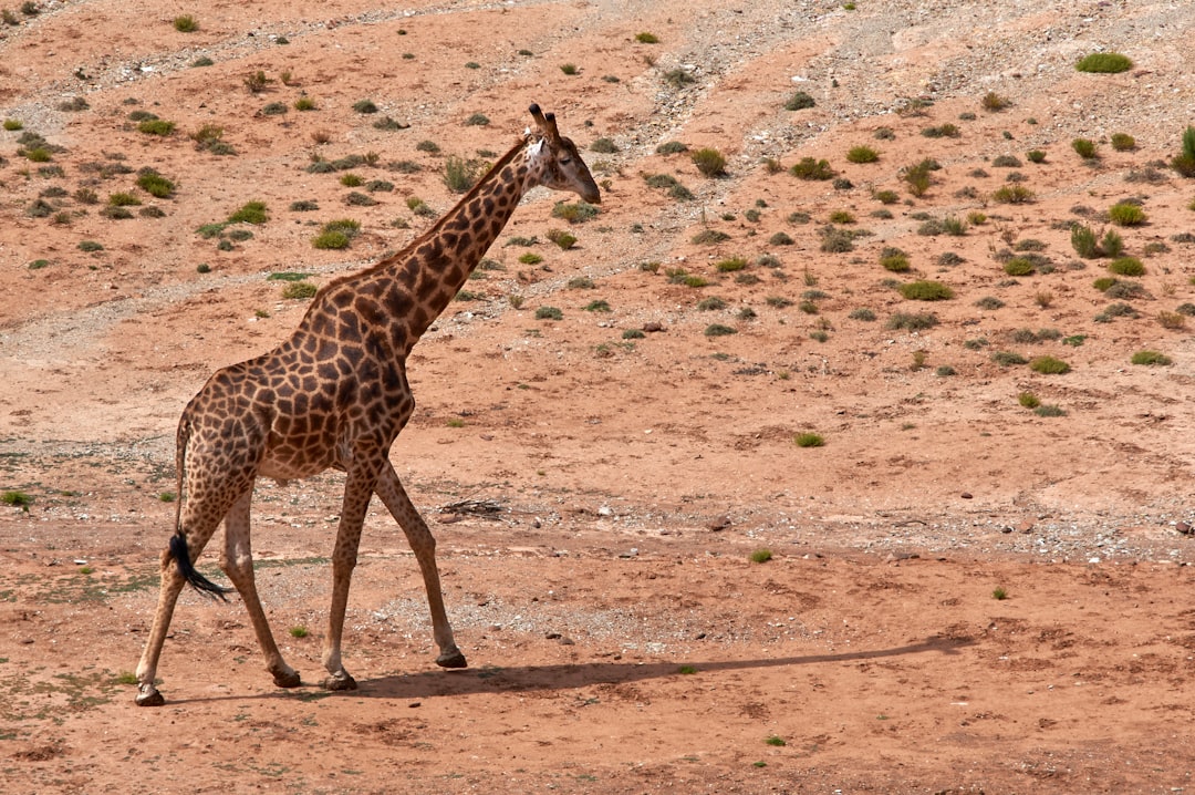 giraffe in the wild