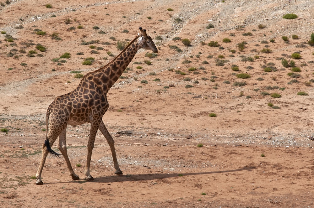 Giraffe in freier Wildbahn