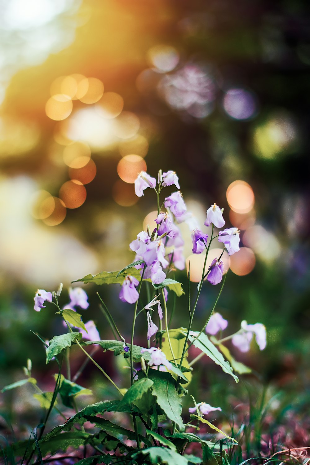 ピンクの花びらの花