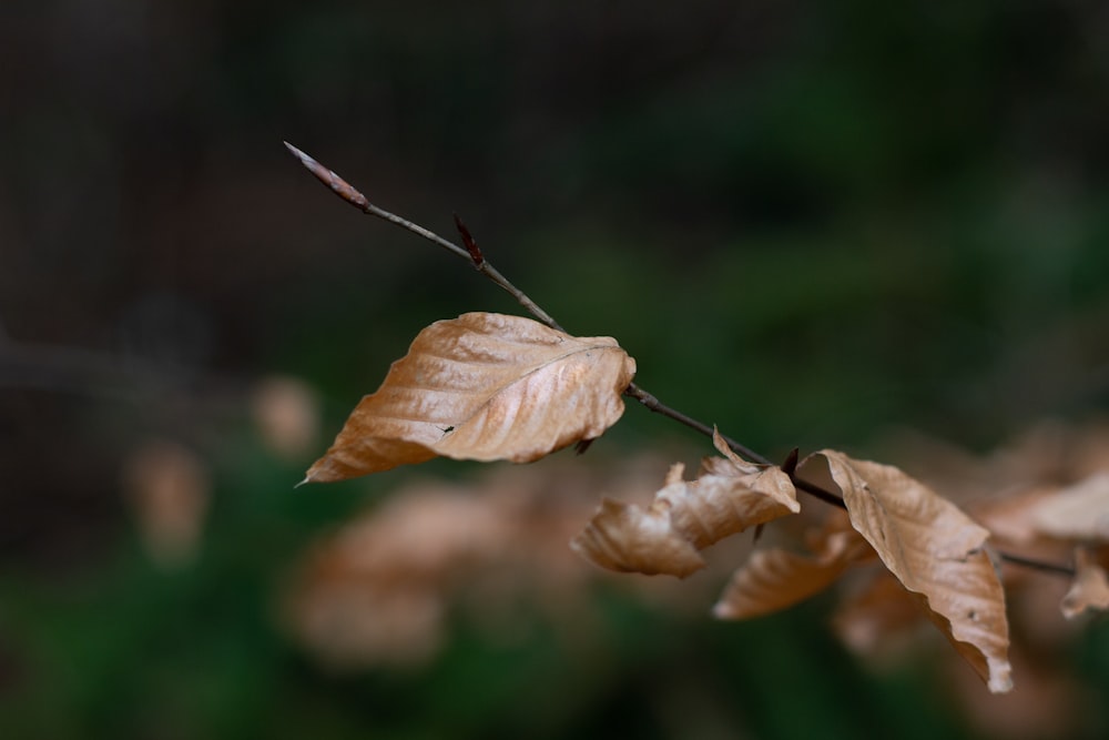 dried leaf selective focus photography