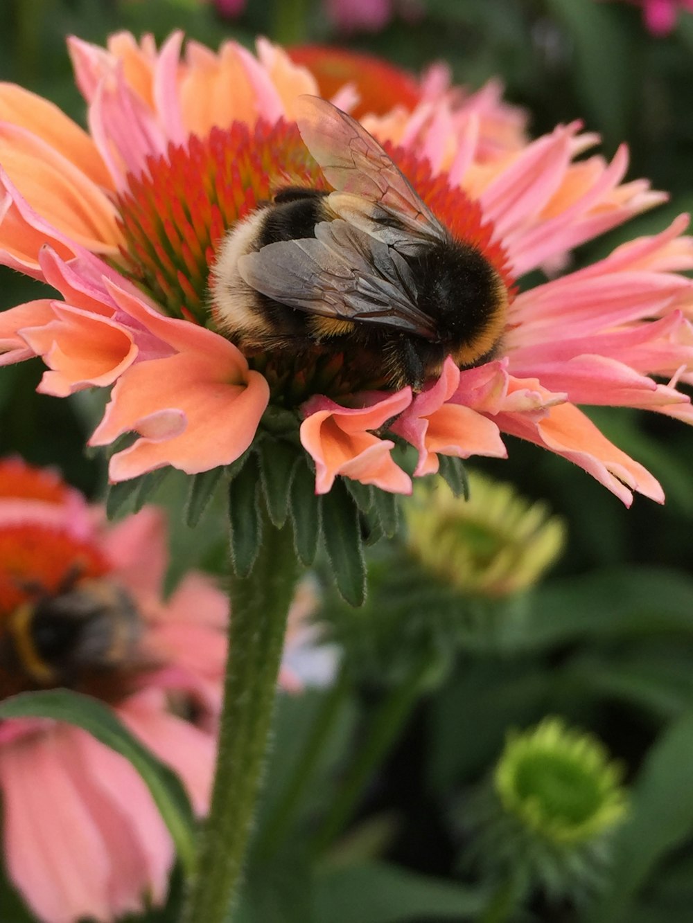 花の写真にスズメバチ